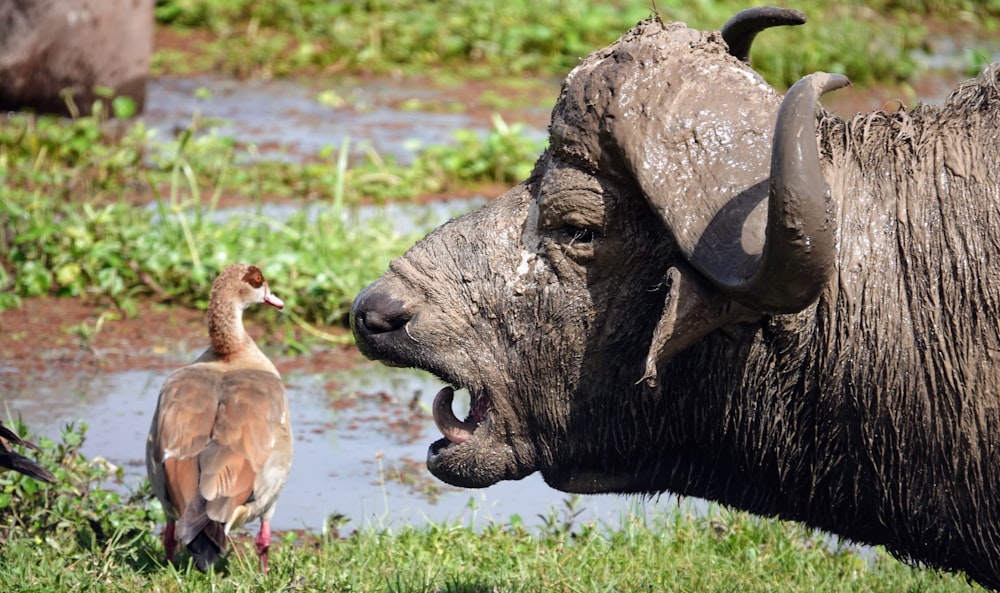 a large buffalo standing next to a bird on a lush green field