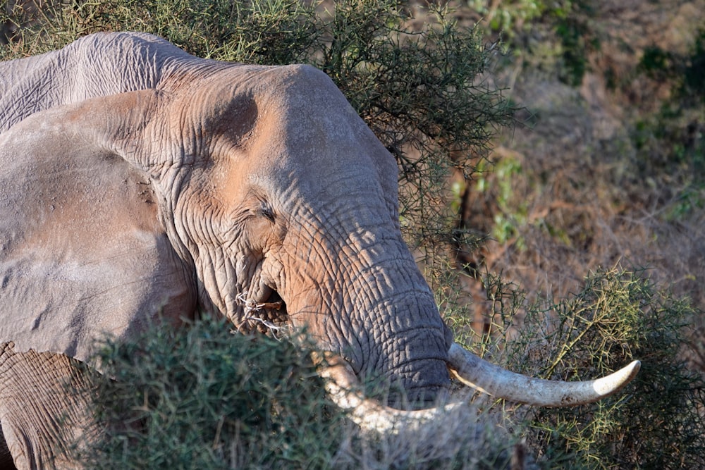an elephant with tusks eating from a bush