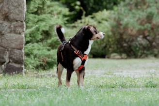 A dog wearing an orange harness stands alertly on a grassy area next to a stone wall. Lush greenery and trees form the background, giving a serene park-like setting. The dog seems to be attentively looking at something in the distance.