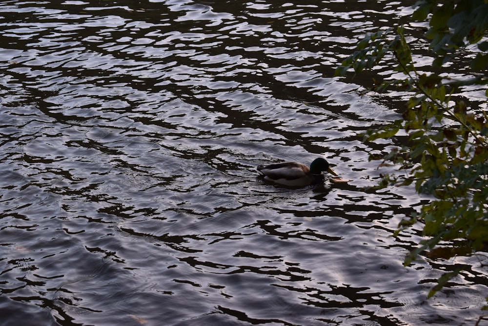 a duck floating on top of a body of water