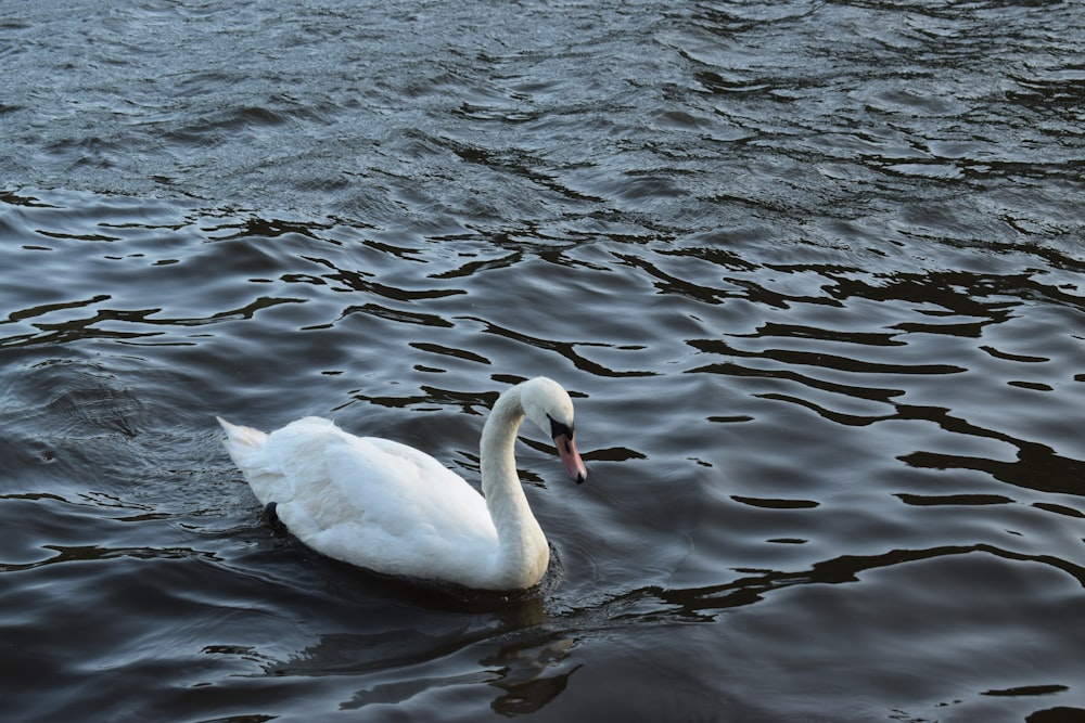 a white swan floating on top of a body of water