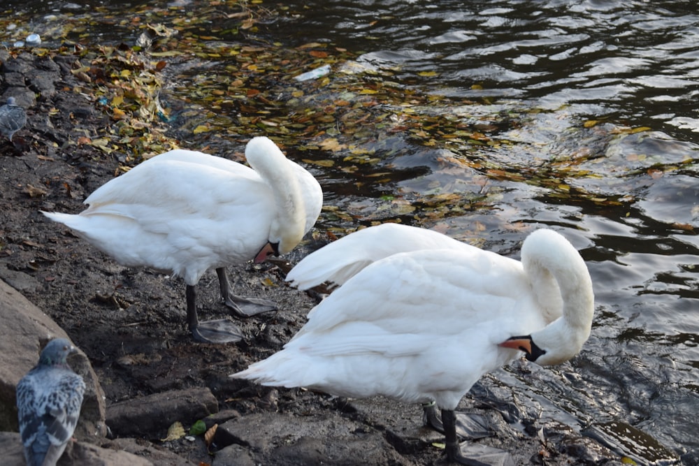 a couple of white swans standing next to a body of water