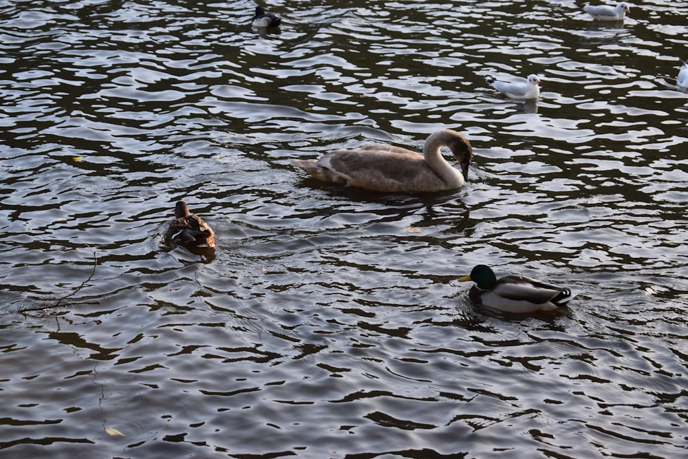 a group of ducks floating on top of a lake