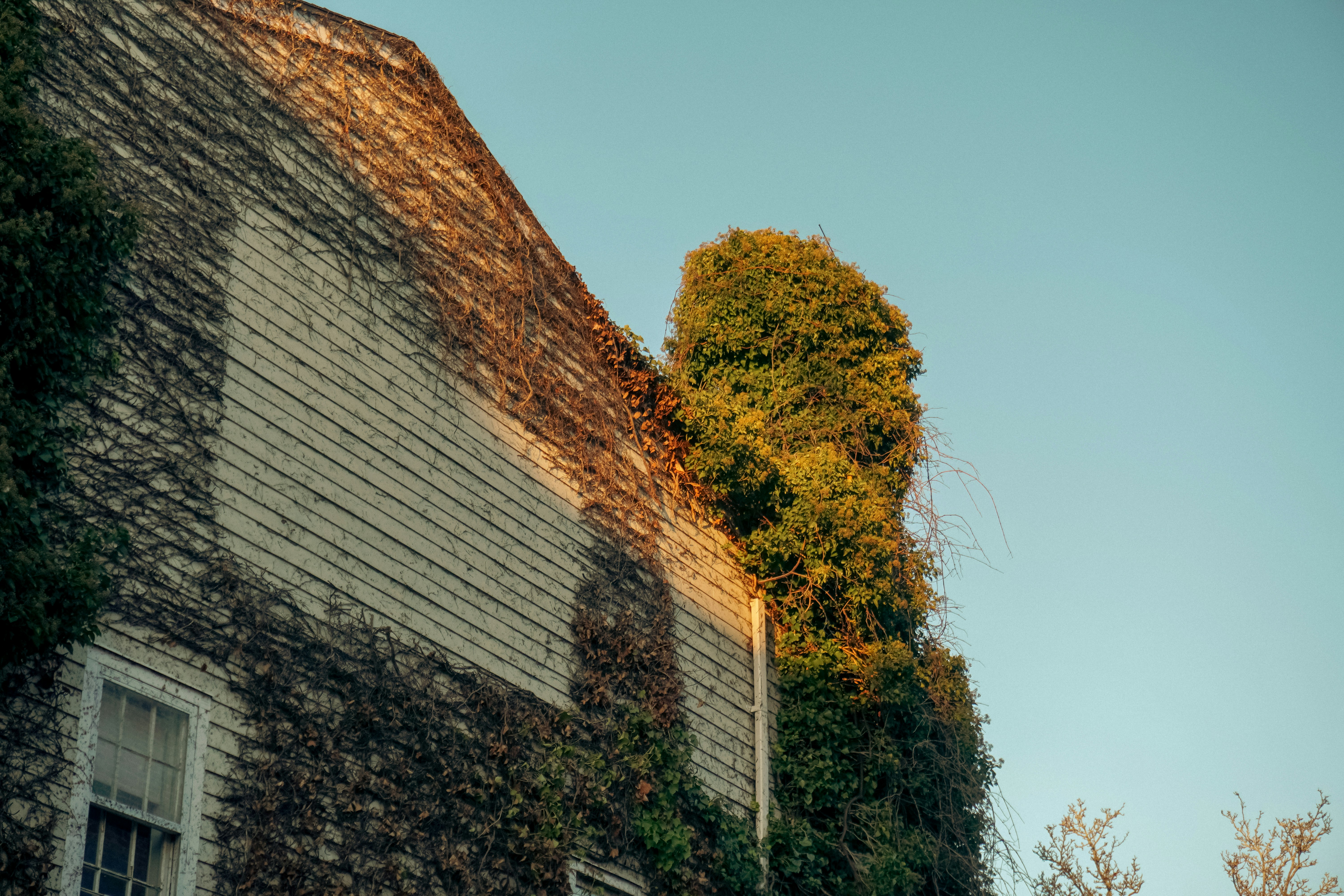 Ein Haus mit Efeu, der an der Seite wchst Foto  Kostenloses Bild zum  Thema Gebude auf Unsplash
