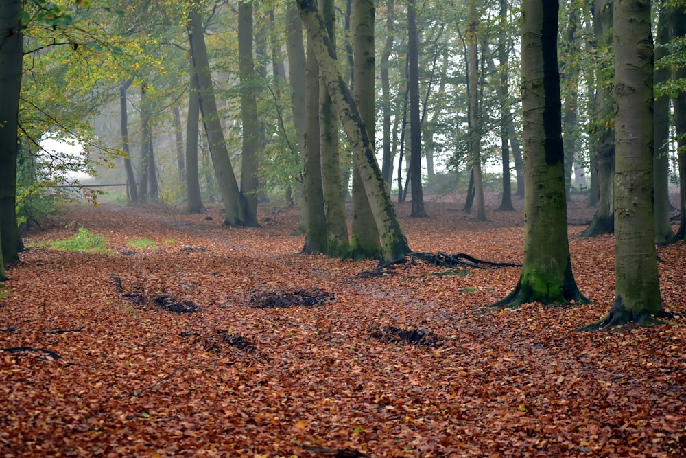 a forest filled with lots of trees covered in leaves