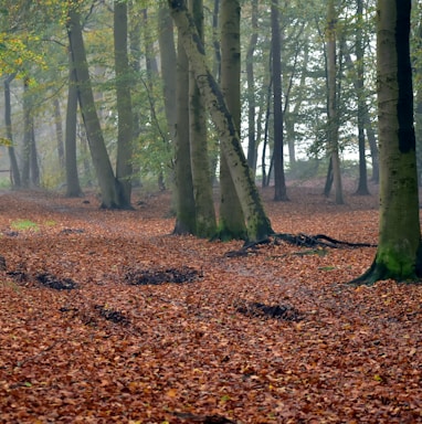 a forest filled with lots of trees covered in leaves