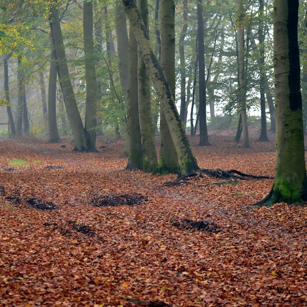 a forest filled with lots of trees covered in leaves