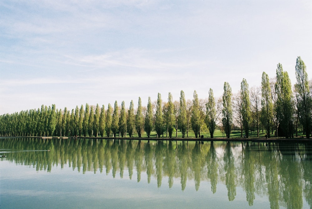 a row of trees next to a body of water
