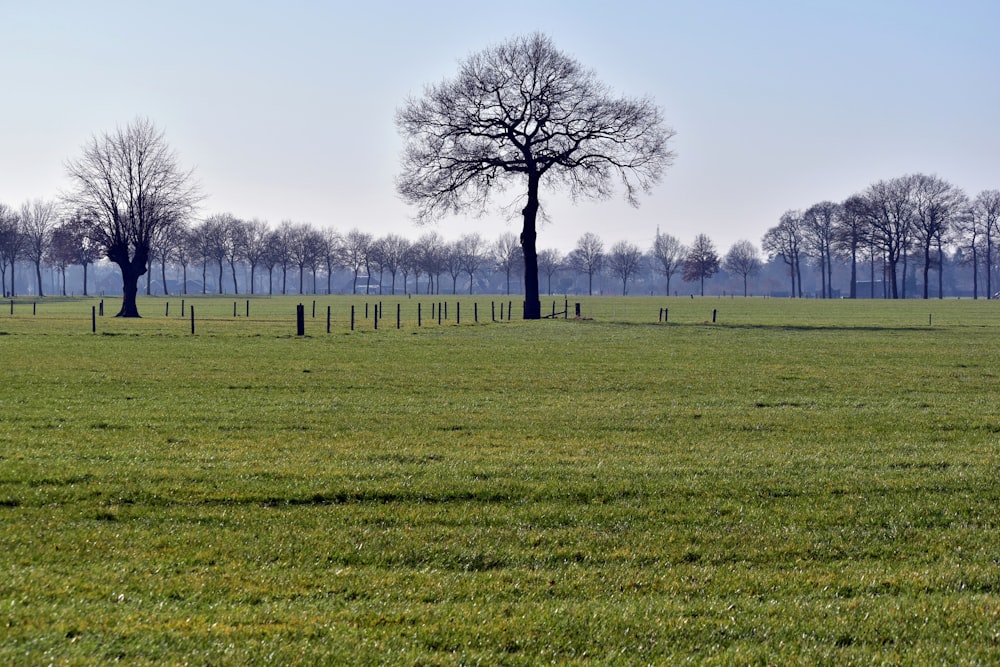 a grassy field with trees in the distance