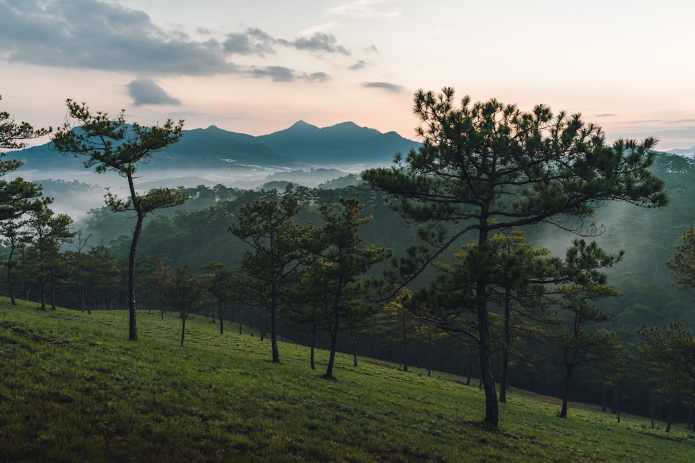 Un campo de hierba con árboles y montañas al fondo