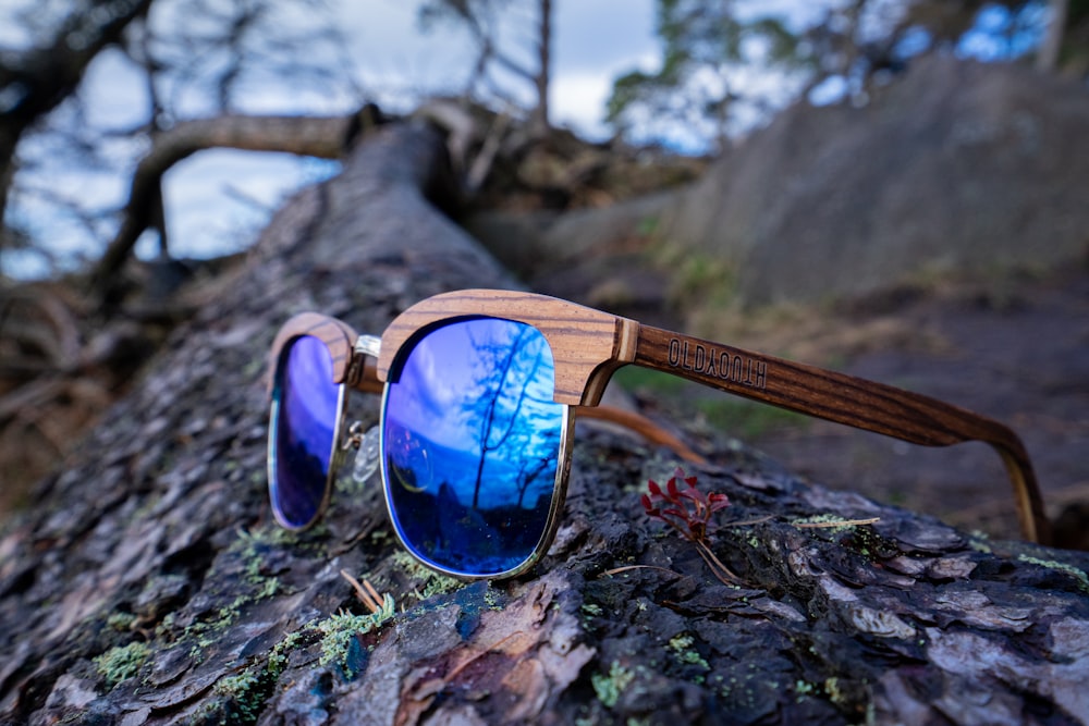 Un par de gafas de sol sentadas en la cima de un árbol