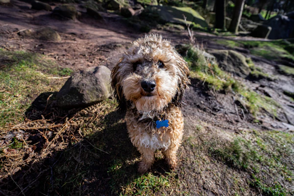 Before grooming