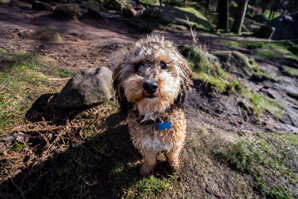 a shaggy dog standing on top of a dirt field