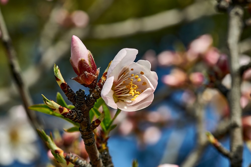 a close up of a flower on a tree