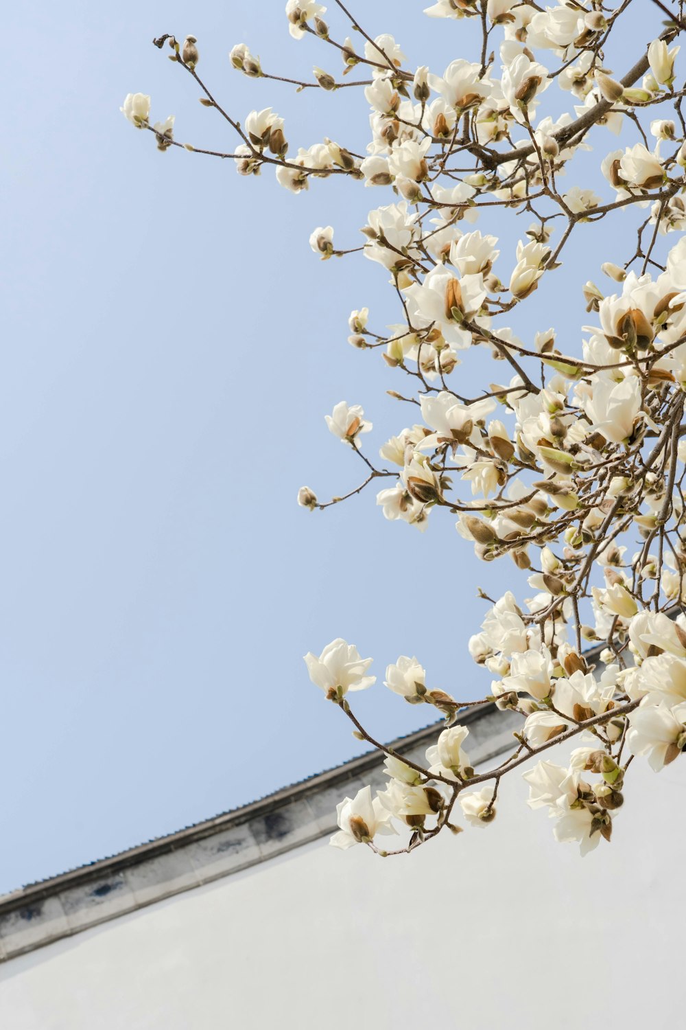 a tree with white flowers in front of a blue sky