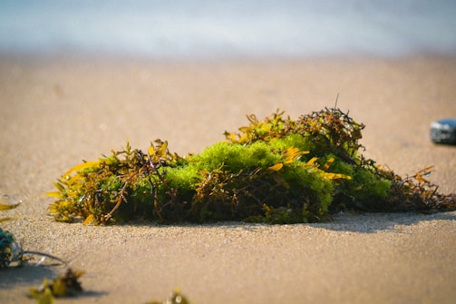 A clump of vibrant green and brown seaweed rests on a sandy beach, with the ocean blurred in the background. The sunlight casts a warm glow, enhancing the vivid colors and textures of the seaweed against the soft, grainy sand.