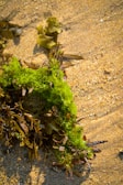 A close-up view of various types of seaweed washed up on sandy beach. The vibrant green seaweed contrasts with the muted browns and yellows of the other algae and the sand. The texture of the sand is visible with small pebbles and grains.