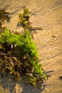 A close-up view of various types of seaweed washed up on sandy beach. The vibrant green seaweed contrasts with the muted browns and yellows of the other algae and the sand. The texture of the sand is visible with small pebbles and grains.