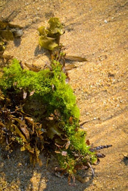 A close-up view of various types of seaweed washed up on sandy beach. The vibrant green seaweed contrasts with the muted browns and yellows of the other algae and the sand. The texture of the sand is visible with small pebbles and grains.