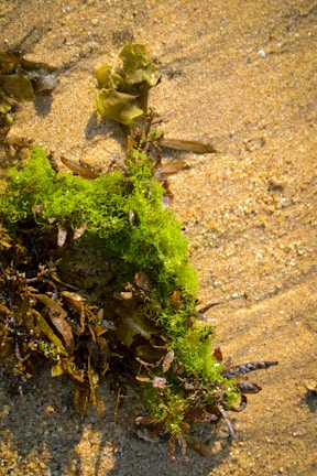 A close-up view of various types of seaweed washed up on sandy beach. The vibrant green seaweed contrasts with the muted browns and yellows of the other algae and the sand. The texture of the sand is visible with small pebbles and grains.
