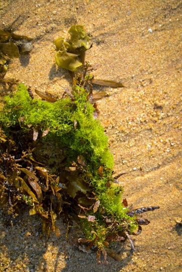 A close-up view of various types of seaweed washed up on sandy beach. The vibrant green seaweed contrasts with the muted browns and yellows of the other algae and the sand. The texture of the sand is visible with small pebbles and grains.