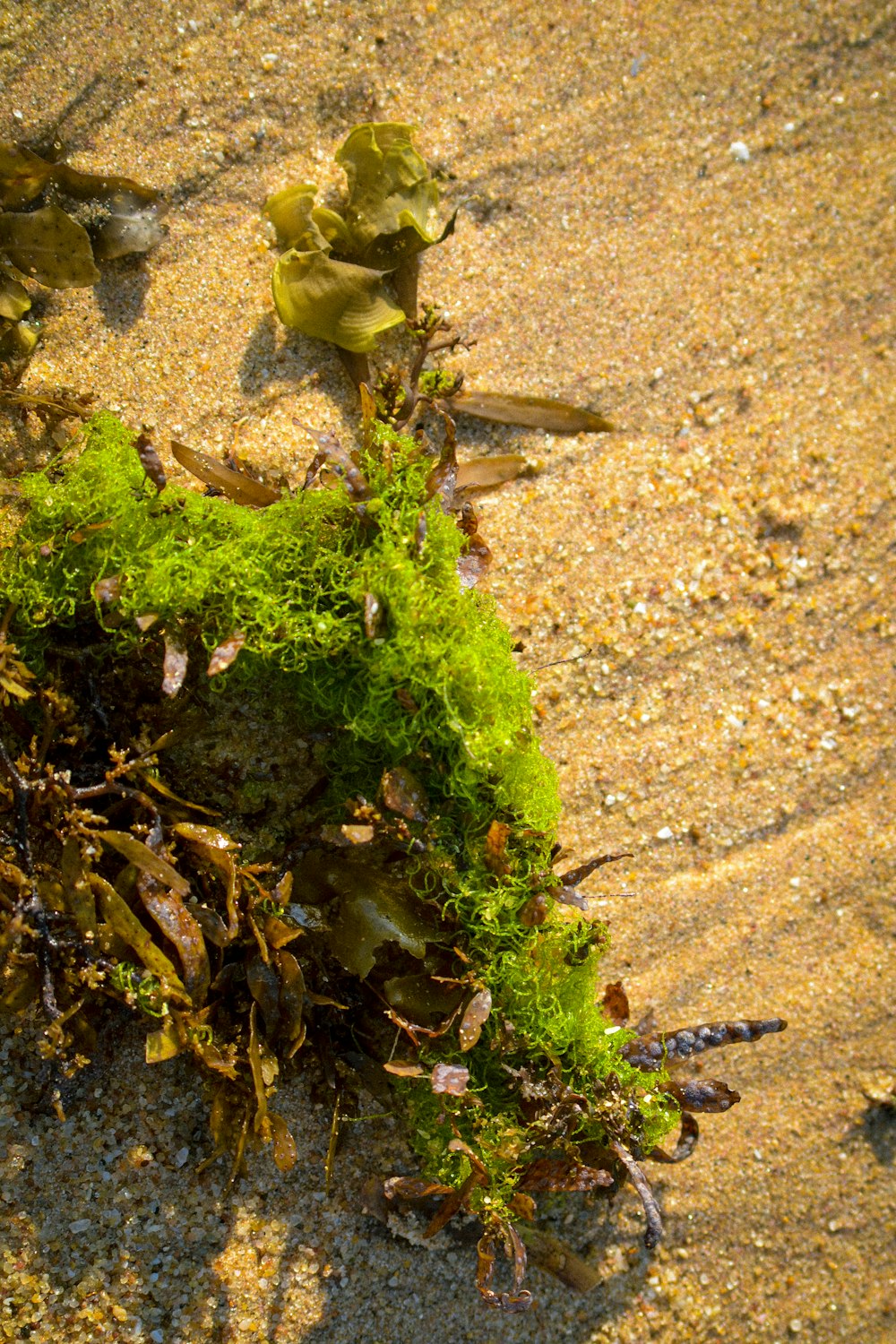 a plant growing out of the sand on the beach