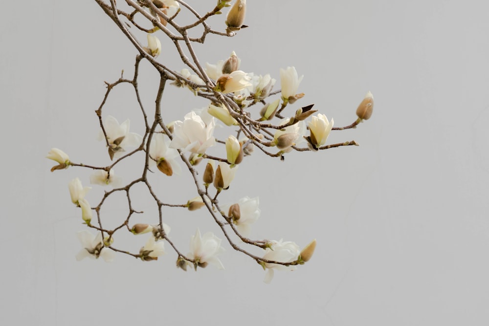 a branch of a tree with white flowers