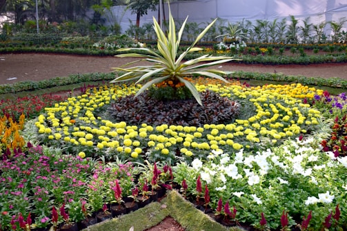 A beautifully arranged flower garden with vibrant colors under the Saudi sun