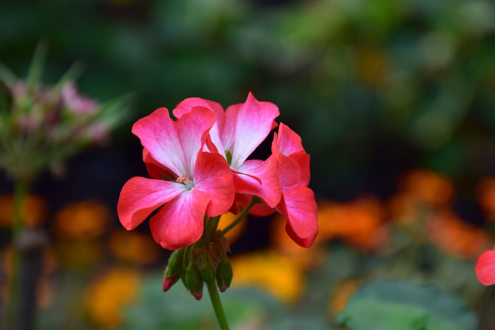 a close up of a pink flower with other flowers in the background