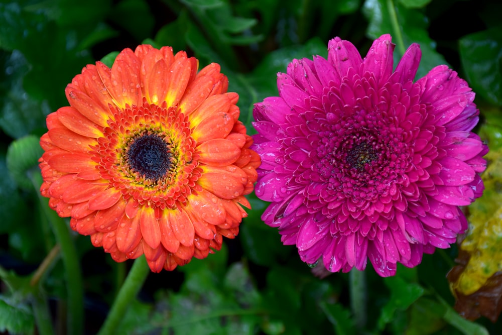 a close up of two different colored flowers