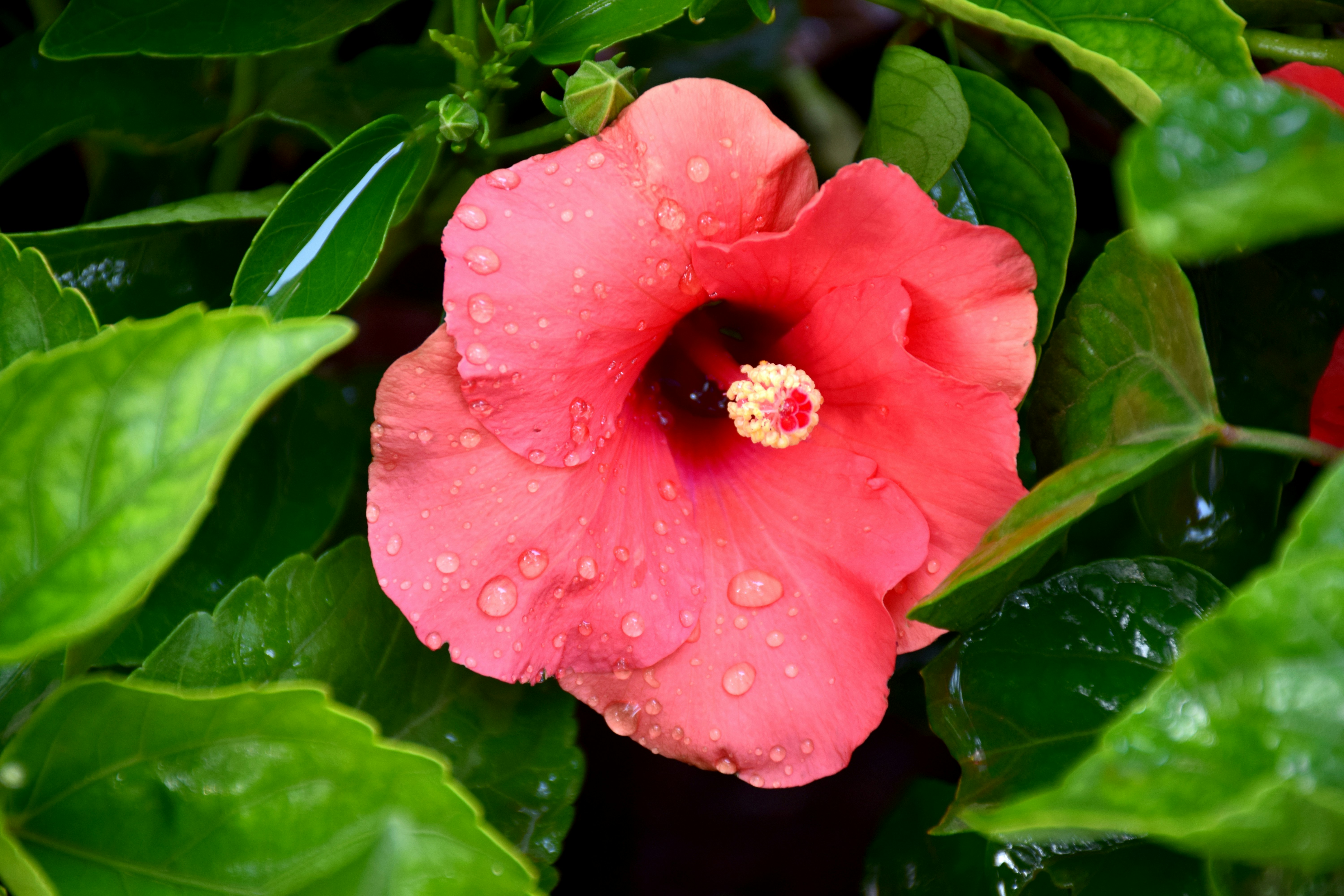 a pink flower with water droplets on it
