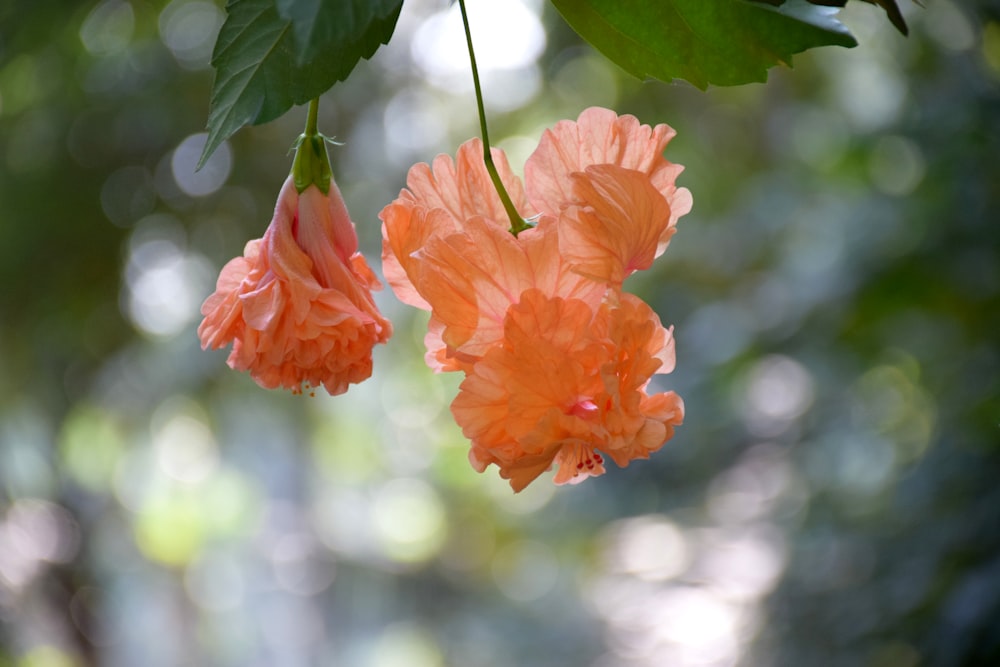 a couple of orange flowers hanging from a tree