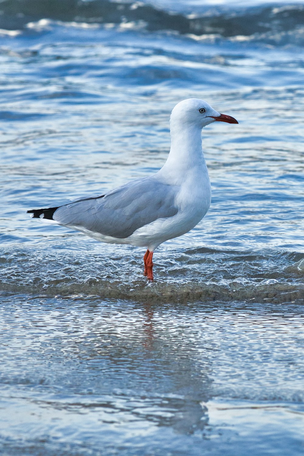 a seagull standing in the water on a beach