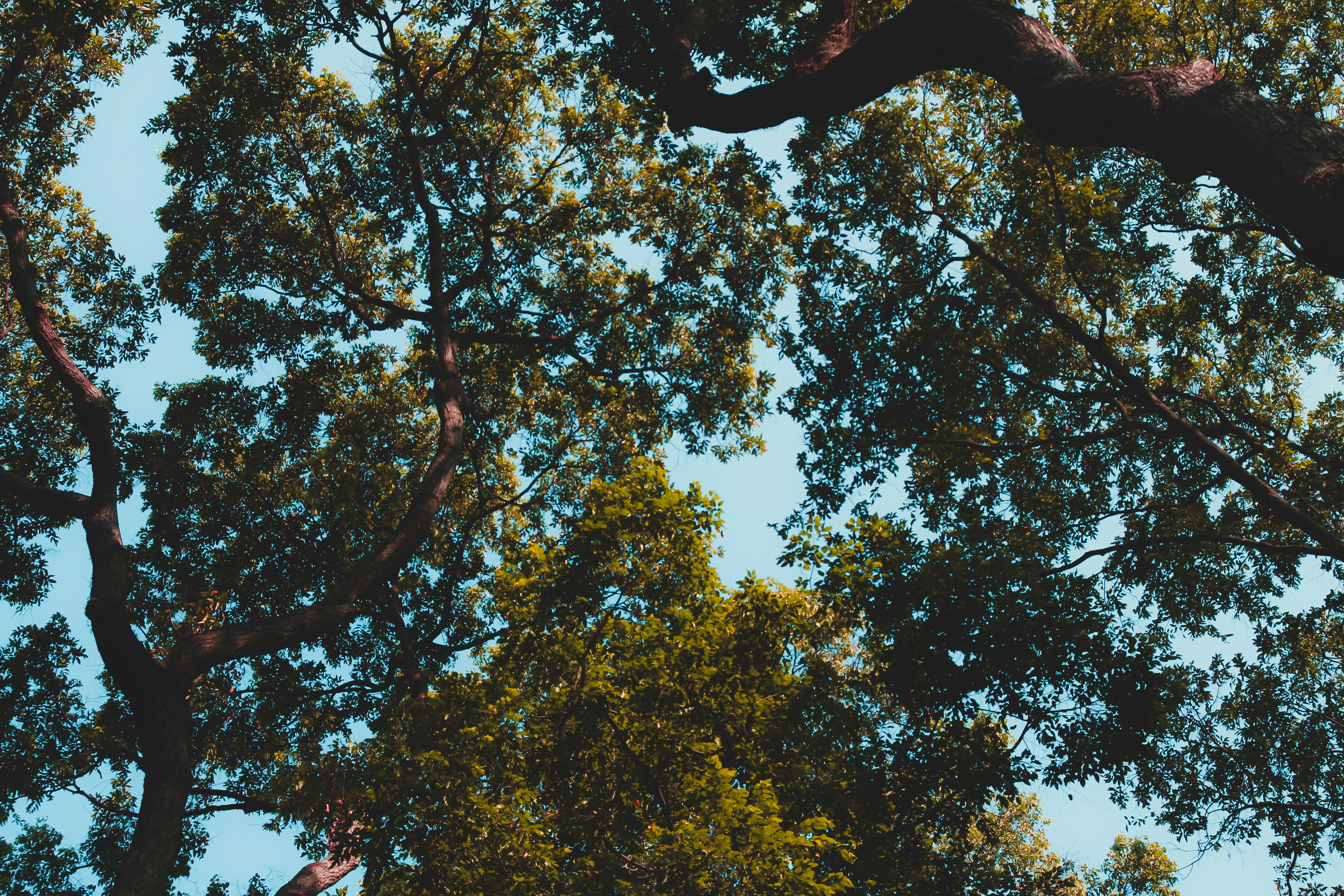 looking up at the tops of several trees