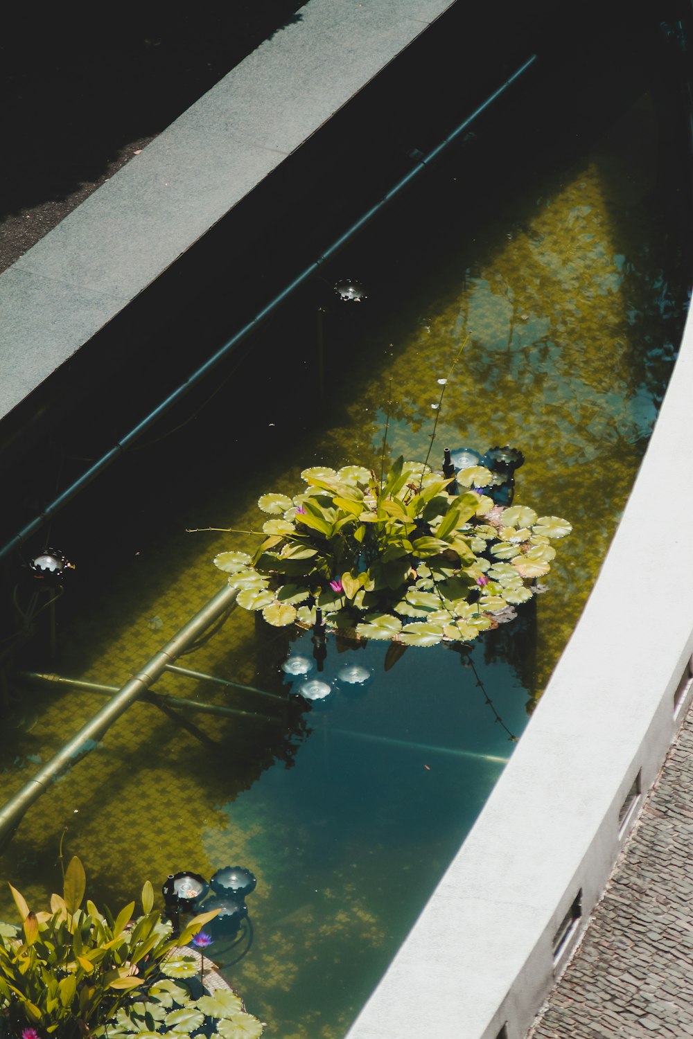 a pond filled with lots of green plants next to a sidewalk