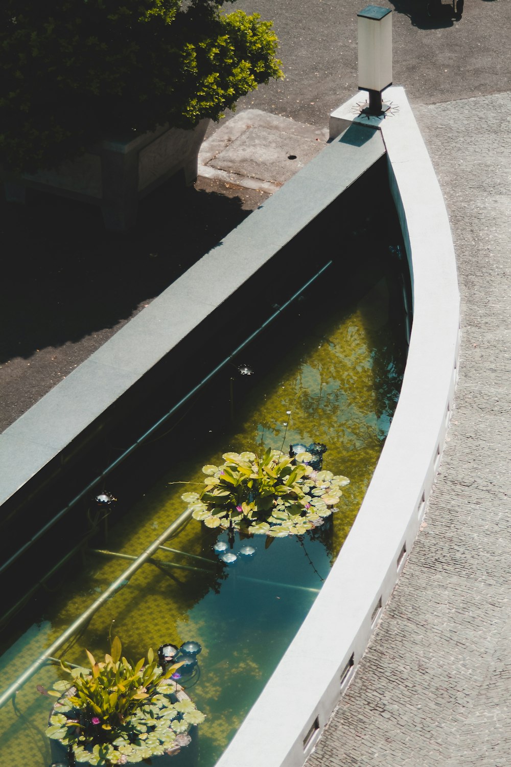 a couple of plants that are in some water