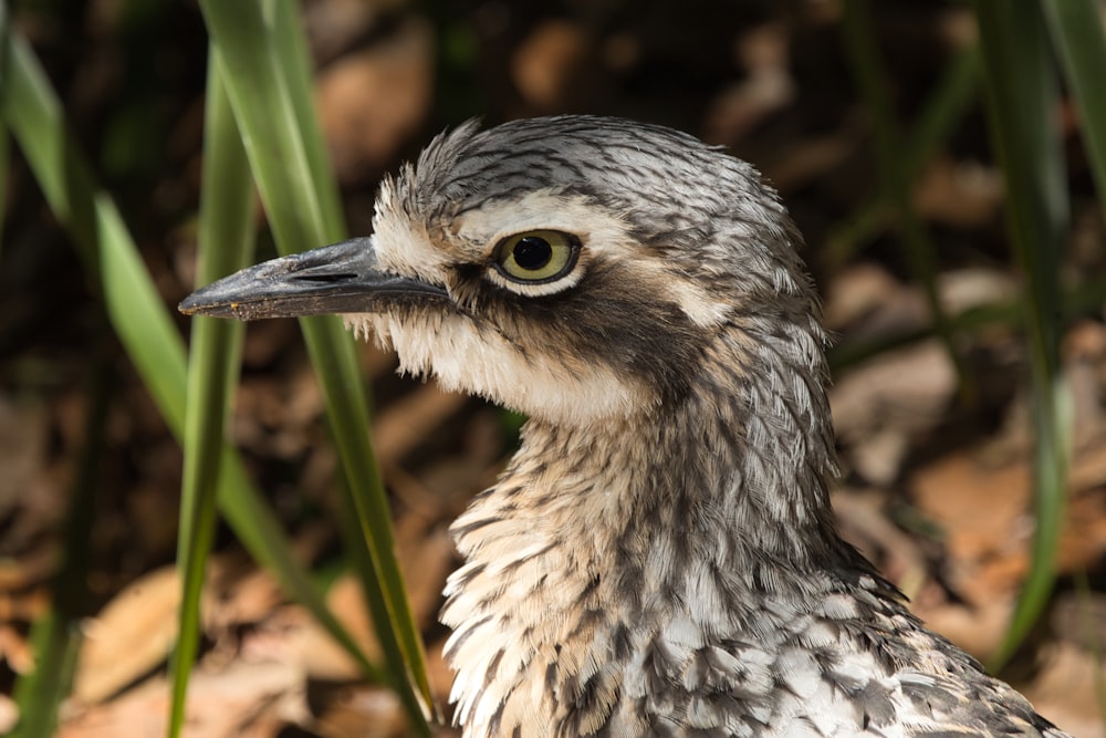 a close up of a bird in the grass