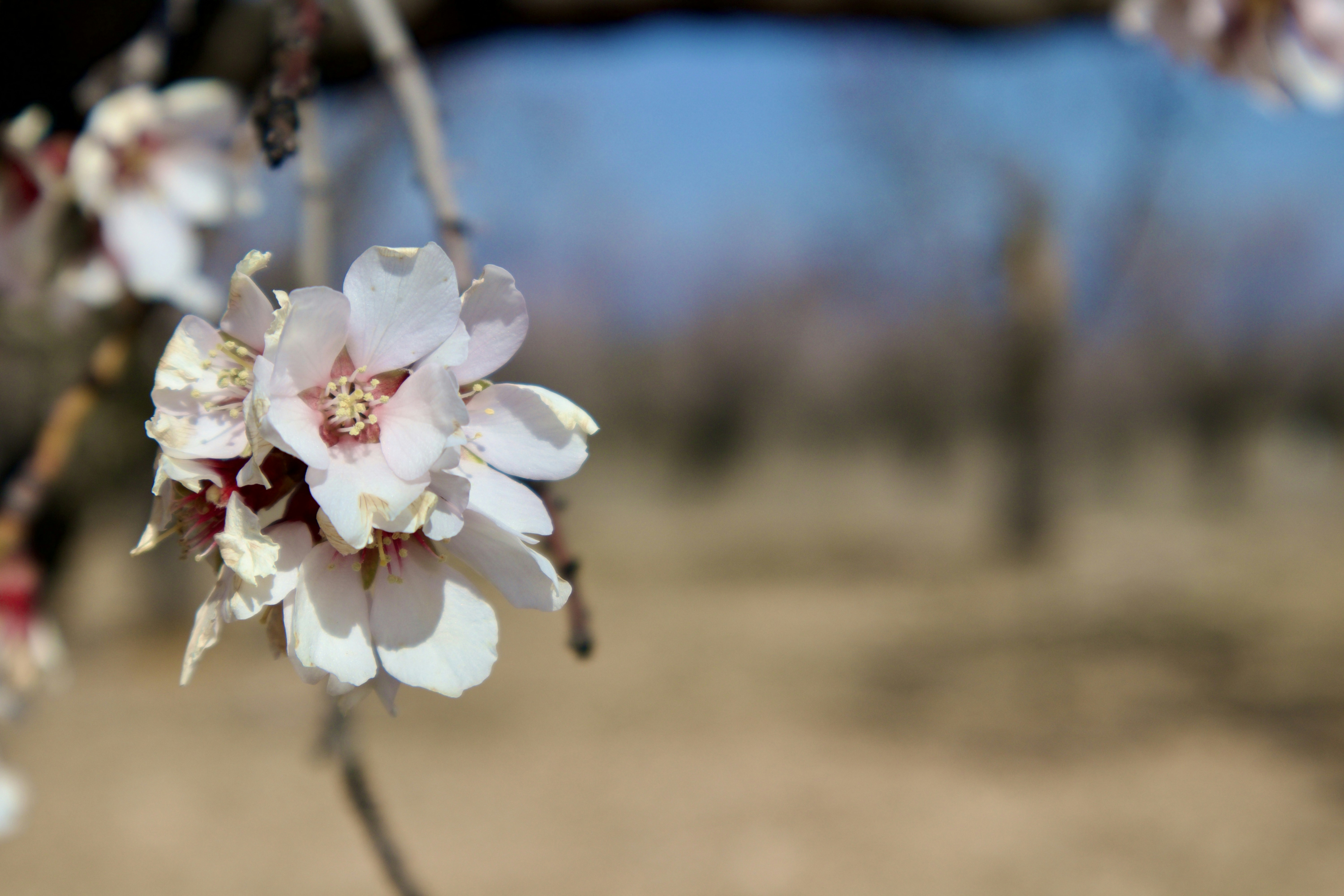 Un primer plano de una flor en la rama de un árbol