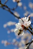 A close-up of a bee collecting pollen from a blooming almond blossom on a branch. The flowers are delicate with pale pink and white petals, set against a vibrant blue sky.