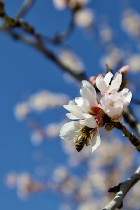 A close-up of a bee collecting pollen from a blooming almond blossom on a branch. The flowers are delicate with pale pink and white petals, set against a vibrant blue sky.