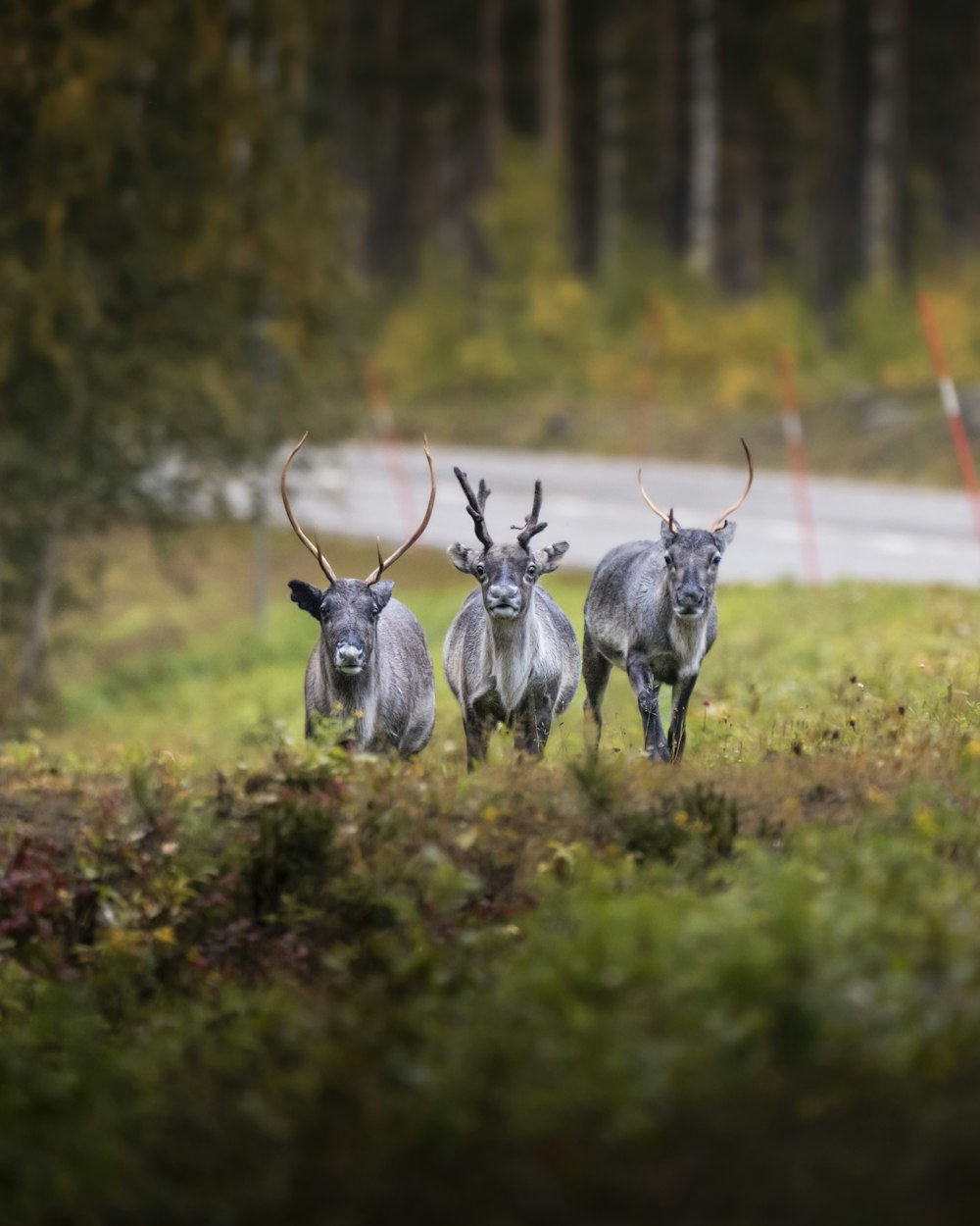 three deer running in a field with trees in the background