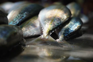 Close-up of a freshly caught steelhead trout glistening in the sunlight.