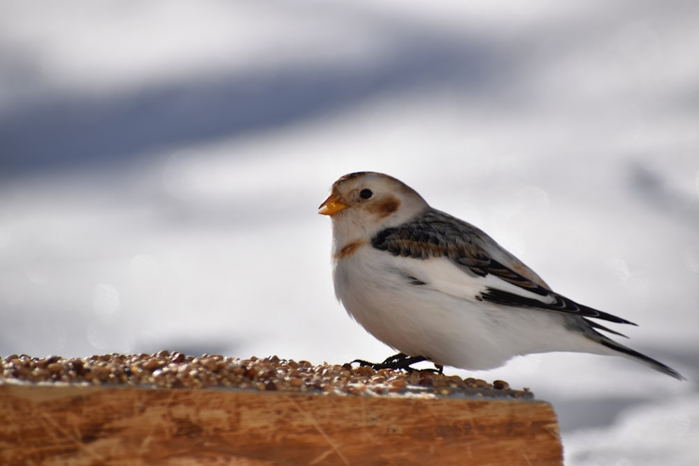 a small bird standing on top of a piece of wood