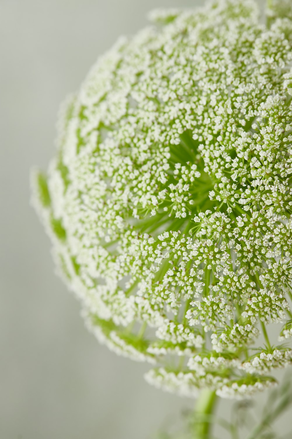 a close up of a plant with white flowers