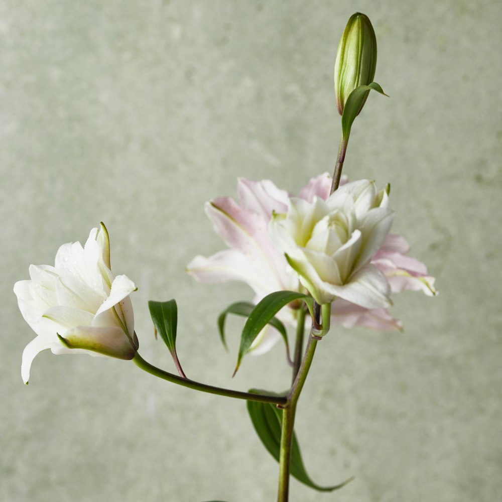 a white and pink flower in a vase