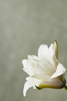 A close-up of a delicate flower covered in morning dew against a soft background.
