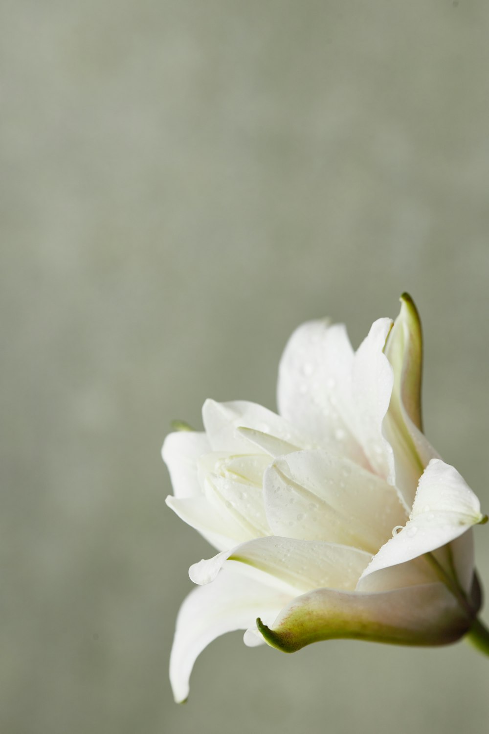 a white flower with water droplets on it