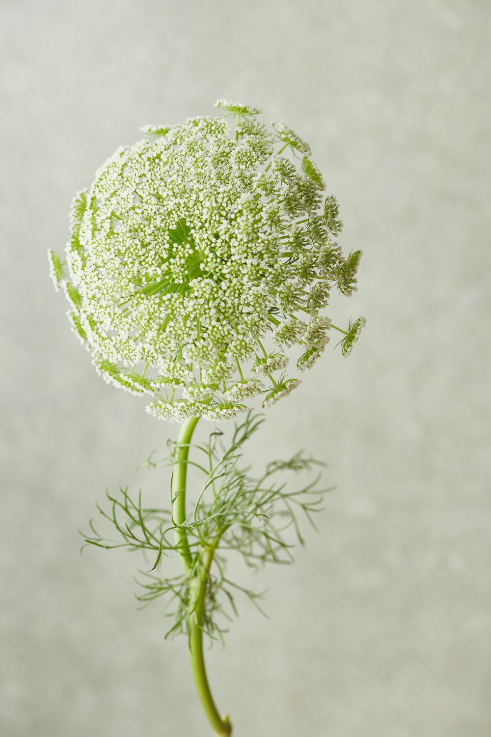 a close up of a flower with water droplets on it