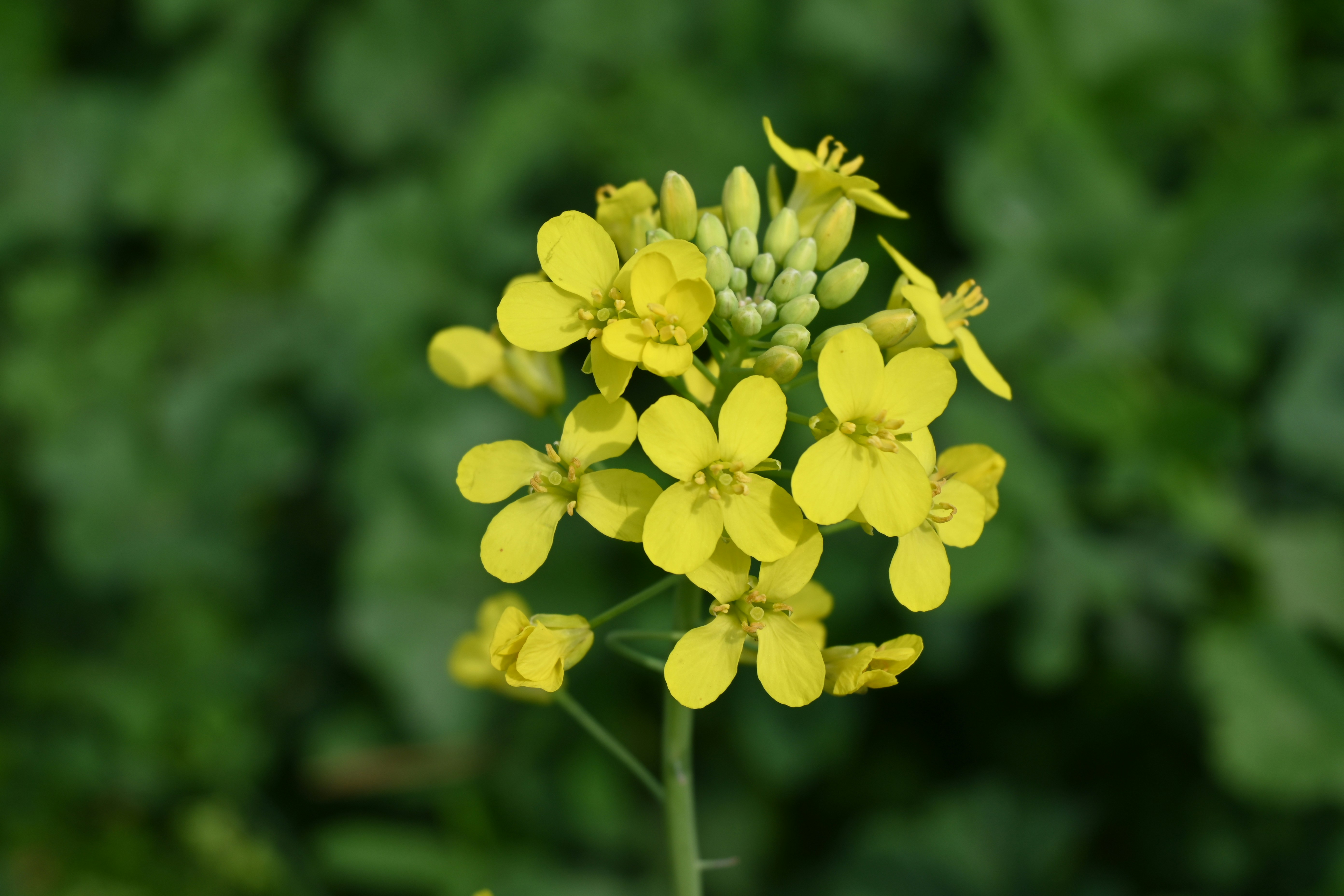 Photo by jamshaid_pro