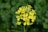 a close up of a yellow flower with green leaves in the background